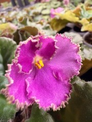 African Violet Plant Optimara Everglory Standard Big Starter Prolific Bloomer!