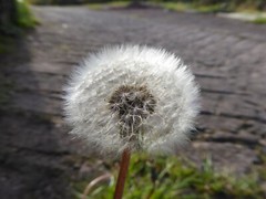 1000 Dandelion Seeds – Taraxacum officnale Seeds – Medicinal and Edible Herb