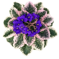 African Violet Plant Optimara Modesty Starter Plant Standard