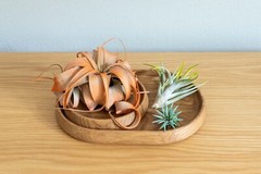 Lavender Tillandsia Air Plants – Color Enhanced Easy Care Indoor/Outdoor Decor