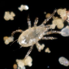 NaturesGoodGuys – Amblyseius andersoni – Predatory Spider Mite Control