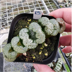 Haworthia Truncata Hybrid Succulent plants potted Home Garden Bonsai 6-8cm