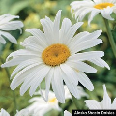 Landscaper’s Pack SHADE Mix Wildflowers Annual Perennial Heirloom 5000 Seeds!