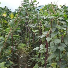 15+ Purple-red Yard Long Bean seeds Asian Chinese Noodle Bean String beans USA