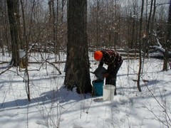 One Gallon 100% Pure Wisconsin Maple Syrup Grade A Dark Amber/Dark Robust Taste