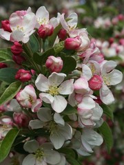 1 Zumi Crabapple, flowering fruit tree wildlife, .Zones 4-8. Pollinates other ap