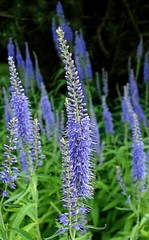 blue veronica Longfolia 160 SEEDS, speedwell, USA SELLER, flowers