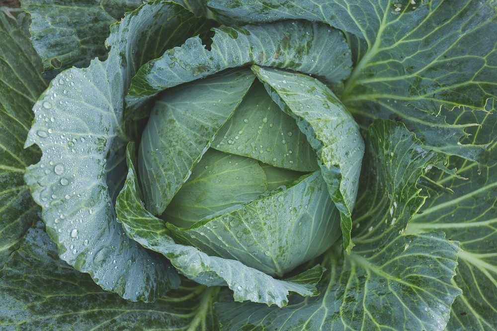 Late Flat Dutch Cabbage Seeds, Cabbage Wraps, NON-GMO, Heirloom, FREE SHIPPING