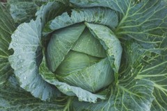 Late Flat Dutch Cabbage Seeds, Cabbage Wraps, NON-GMO, Heirloom, FREE SHIPPING