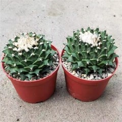 7-8CM Succulent Cactus Plant Obregonia Denegrii Cactaceae Home Garden Beautiful