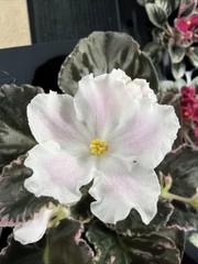 African Violet Plant Carolina Elegant Affair Starter Plant Standard