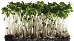 Broccoli Seeds for Sprouting Microgreens “COOL BEANS n SPROUTS”