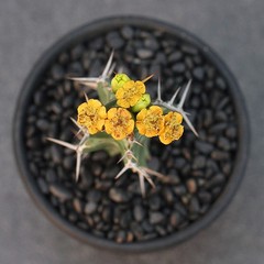 2PCS Succulent Cactus Plant Euphorbia Virosa Cactaceae Home Garden Plant 6-8CM