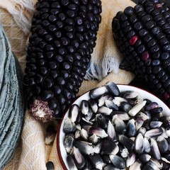 50 Purple Corn Seeds – Rare Deep Violet Variety for Unique Garden & Fall Display