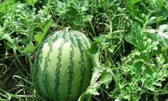 20+ Watermelon Seedss (Citrullus lanatus) Bundling 4 Cultivar Garden Package