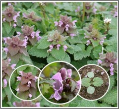 25 Organic Purple Dead-Nettle Seeds ~Lamium purpureum Archangel Free US Shipping