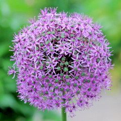 100 Giant Onion Seeds (Allium giganteum) Annual Flower Edible Herb Plant Seeds