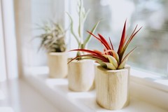 Seedling Xerographica Air Plants 2–4″ – Easy Care Indoor Outdoor Decor