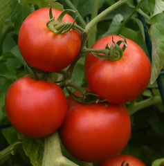 Early Girl Bush Hybrid Tomato Seeds – 25 Seeds