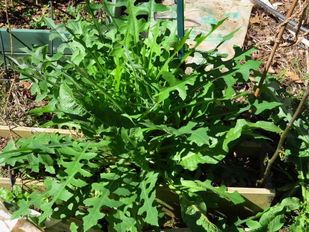 100 Wild/Opium Lettuce Seeds(LactucaVirosa)Medicinal Edible Plant.US grown seeds