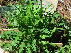 100 Wild/Opium Lettuce Seeds(LactucaVirosa)Medicinal Edible Plant.US grown seeds
