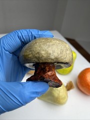 Vintage Paper Mache Faux Food Vegetables & Fruit Lot of 5 Handmade Garlic Pear