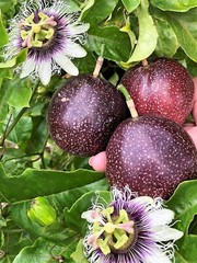Tropibelle Passion Fruit 2.5 lb Fresh Sweet Juicy – No. 2s