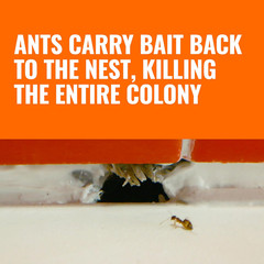 TERRO T300B Liquid Ant Killer Bait Stations 12-Pack – Indoor Ant Traps