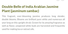 BELLE OF INDIA JASMINE~~Jasminum Sambac Double~Starter Plant~ Intensely Fragrant