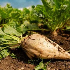 Sugar Beet Seeds, NON-GMO, Fodder Beet, Remolacha, Betterave, FREE SHIPPING