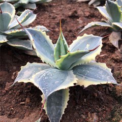 8CM Succulent Agave Plant Agave Parrasana Raiko Nishiki Variegated Home Garden