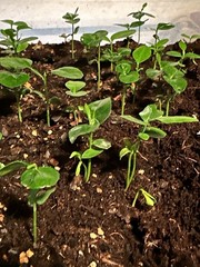 40+ Kaffir Lime Seeds Harvested 9/2025 Always Fresh And New Seeds มะกรูด