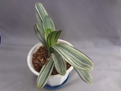 Clivia miniata ‘Echigo-zansetsu’ tricolor variegated [Must read description]