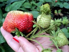 15 GIANT STRAWBERRY Fragaria JuneBearing Huge Red Berry Fruit White Flower Seeds