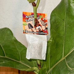 Slow Release Sachet – Amblyseius Swirskii – Predatory Spider Mite Control