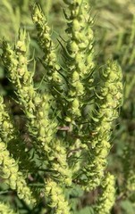 annual marsh elder, sumpweed (Iva annua)—1,000 seeds ($3.50)