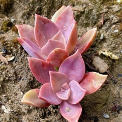 Rare Pink Succulent Graptoveria Dusty Easy Care Bare Root Live Plant 1-Head 2″