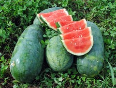 Strawberry watermelon RARE, or Citrullus lanatus. 10 Seeds Free Shipping!