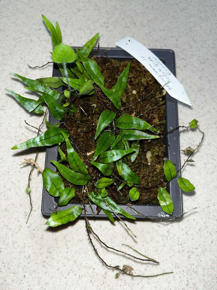 Microgramma sp. ‘hirsute blue’ Ecuador 4×6 Bonsai Pot Rare