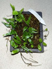 Microgramma sp. ‘hirsute blue’ Ecuador 4×6 Bonsai Pot Rare