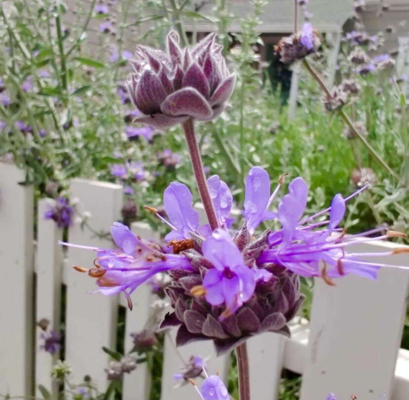 San Luis Purple Sage/ Salvia Leucophylla, Native Herb 100+ Seeds 2023 – USA