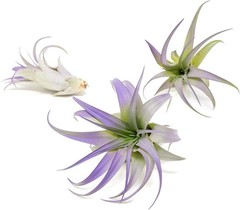Purple Tillandsia Air Plants – Color Enhanced Easy Care Indoor/Outdoor Decor