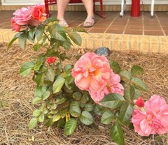 20 EXOTIC RARE ROSE SEEDS home garden flower plant bush diy sun Rosas hybrid tea
