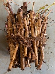 Farm Direct Hop Rhizomes – 14 Varieties to choose from!