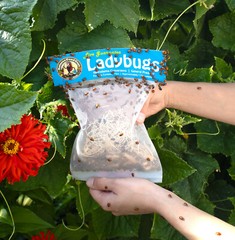 NaturesGoodGuys – Live Ladybugs – General predators