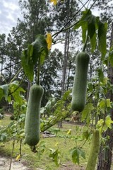 20 Luffa seeds 2023 fall fresh Non-GM Organic 丝瓜 种子