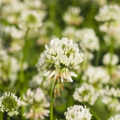 Dutch White Clover Cover Crop Seeds – NON-GMO – Heirloom Lawn Alternative