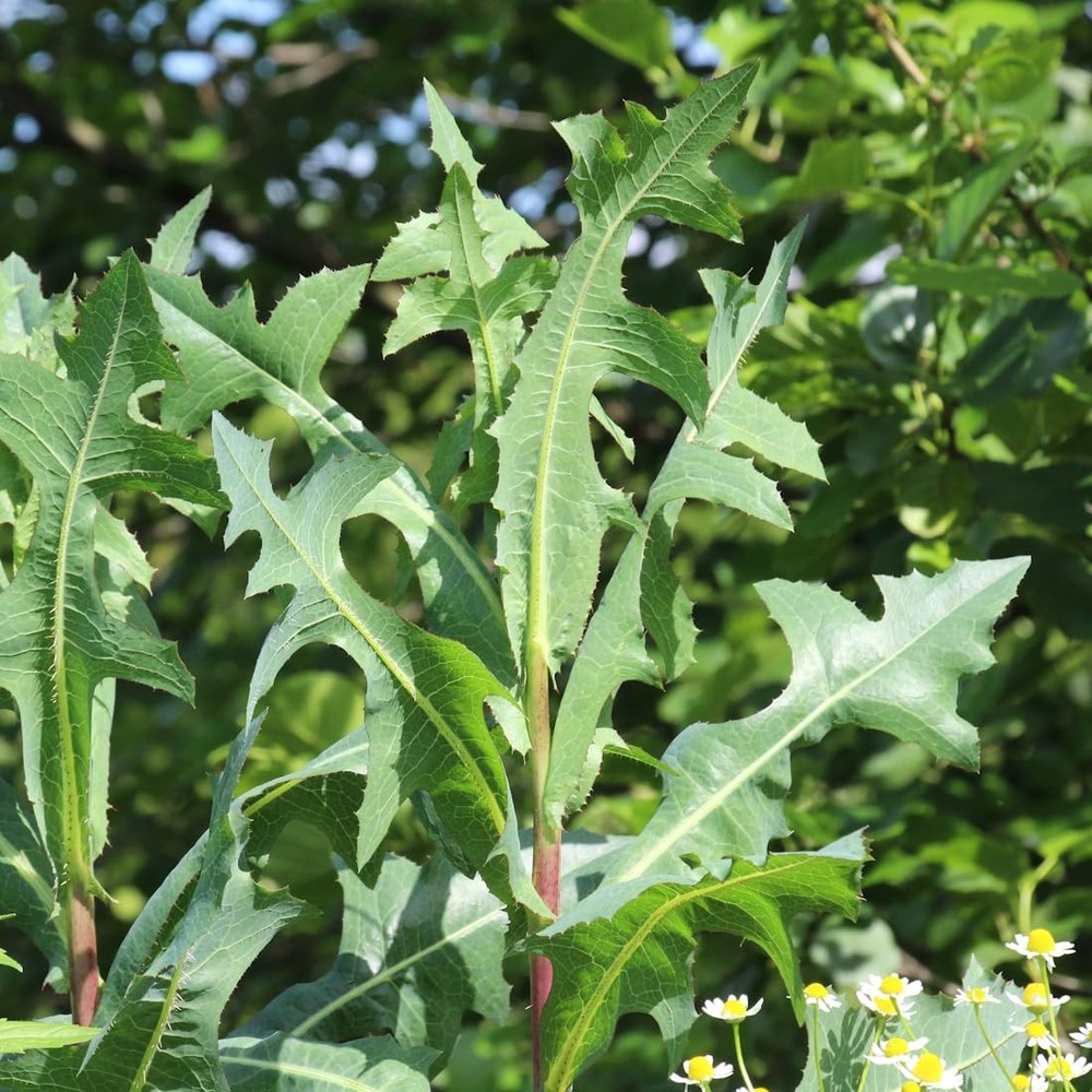 Earthcare Seeds Wild Lettuce 50 (Lactuca virosa) Heirloom – Non Rosette