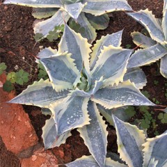 8CM Succulent Agave Plant Agave Parrasana Raiko Nishiki Variegated Home Garden