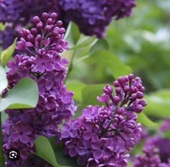 Congo Lilac~Syringa Vulgaris~Small Well Rooted STARTER Plant~4-8” Tall